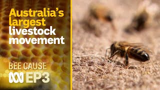 The growing millions of bees required for Australian agriculture  | Bee Cause #3 | ABC Australia