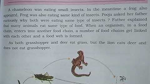 Class 5th Lesson 14 Topic  Food web