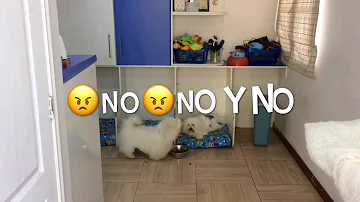 ¿Cómo puedo evitar que mis perros se apareen?