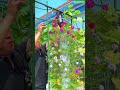 DIY Bottle Drip Watering! 💧 Adjustable Flow for Perfect Plants 🌸