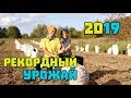 Рекордный урожай картофеля у тещи 2019 года