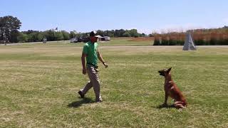 Dog Training Obedience In Motion (Toph Update)