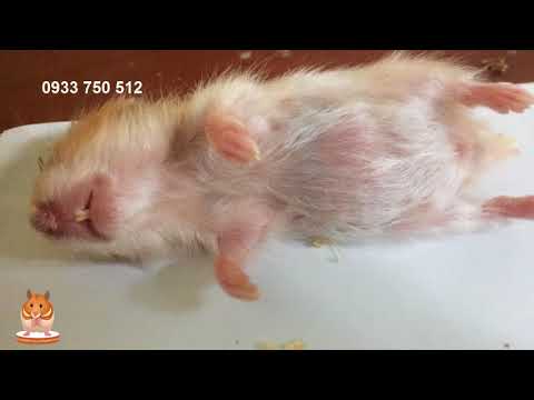 Lại Thêm Một Đứa Chơi Giả Chết - Chuột Hamster ???