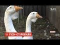 На Вінниччині живе пара гусей-довгожителів