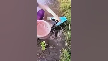 Cắm câu cá lóc mùa nước nổi dính cá khủng tập 106#xuhuongyoutube