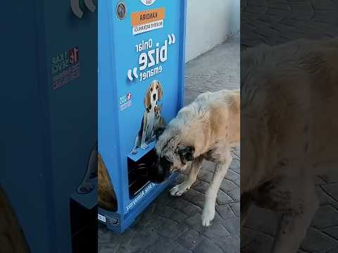 Кто умнее: чайки, собаки или кошки? #чайки #забавныеживотные #факты #shorts