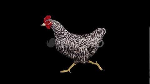Chicken Run | Motion Graphics - Envato elements