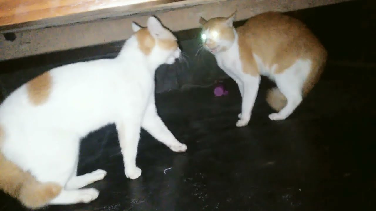 It's so much fun to watch cat fights. funny cat videos 