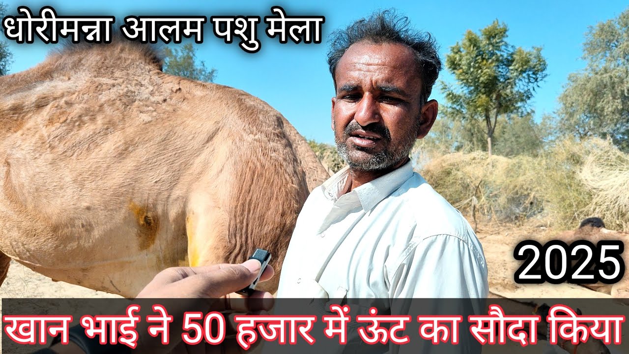 आलम पशु मेला धोरीमन्ना/Aalam Mella Dhorimana