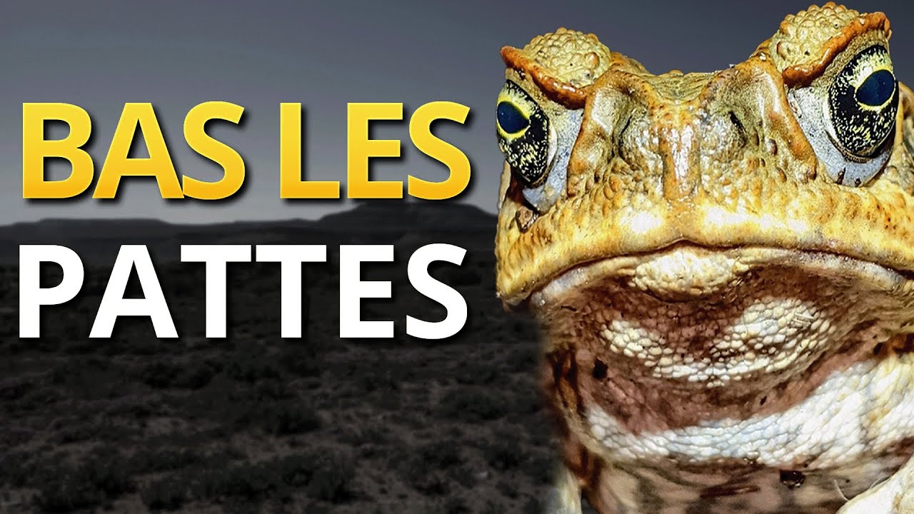 Quand La Nature Distribue des Gifles Empoisonnées