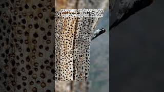 Pájaro Carpintero Ájaros