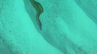 Cancun Mexico January 6, 2021 #Diveitmexico by Jim Ryan 209 views 3 years ago 9 minutes, 58 seconds