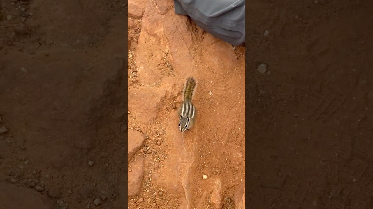 Chipmunk just wants my snacks in Zion 😭