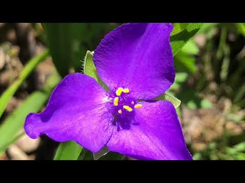 camera iphone 8 plus apk Box Turtle On The AT 2018 Day 63