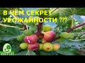 Плодоношение инжира "Неаполитанский"