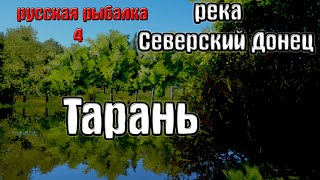Русская рыбалка 4(рр4/rf4) - река Северский донец. Тарань.