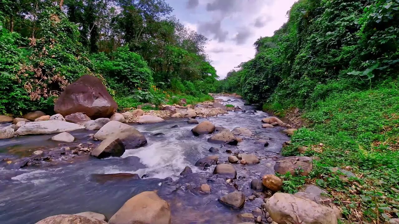 🌿Fall Into Deep Sleep with Calm River Flowing Through a Vibrant Green Forest