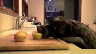 Sierra the German Shorthair Pointer cupcake eating Short trailer video by Mark Schlander 2,028 views 13 years ago 1 minute, 8 seconds