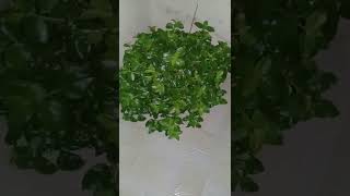 Gölgede Büyüyen Buz Çiçeğinin Yapraklari Daha Iri Ve Parlak Oldu Resimi