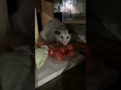 Опоссум прошёл в гости/Possum came to visit