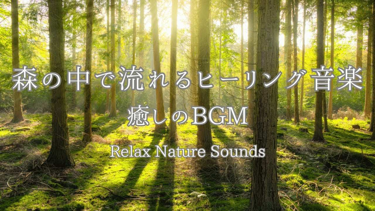 1Hours Relaxing Forest Music – Calm Nature Sounds for Sleep ...