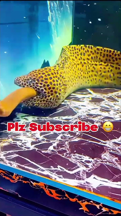 I spand 10000$ Aquarium Fish😱|| Fishcutting5107 || 2025
