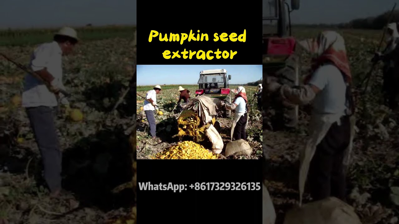 High Efficiency Pumpkin Seed Extractor: Maximize Your Yield 