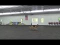 Alden's Kennels Dog Training & Dog Boarding Kenosha Wi. Alden's Kennels Dog Training & Dog Boarding Kenosha Wi.