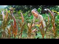 Grandma&#39;s Red Okra｜紅色的秋葵吃過嘛？教你簡單又好吃的做法，清脆爽口，營養美味｜#秋葵  Chinese Food 广西 美食｜ 玉林阿婆