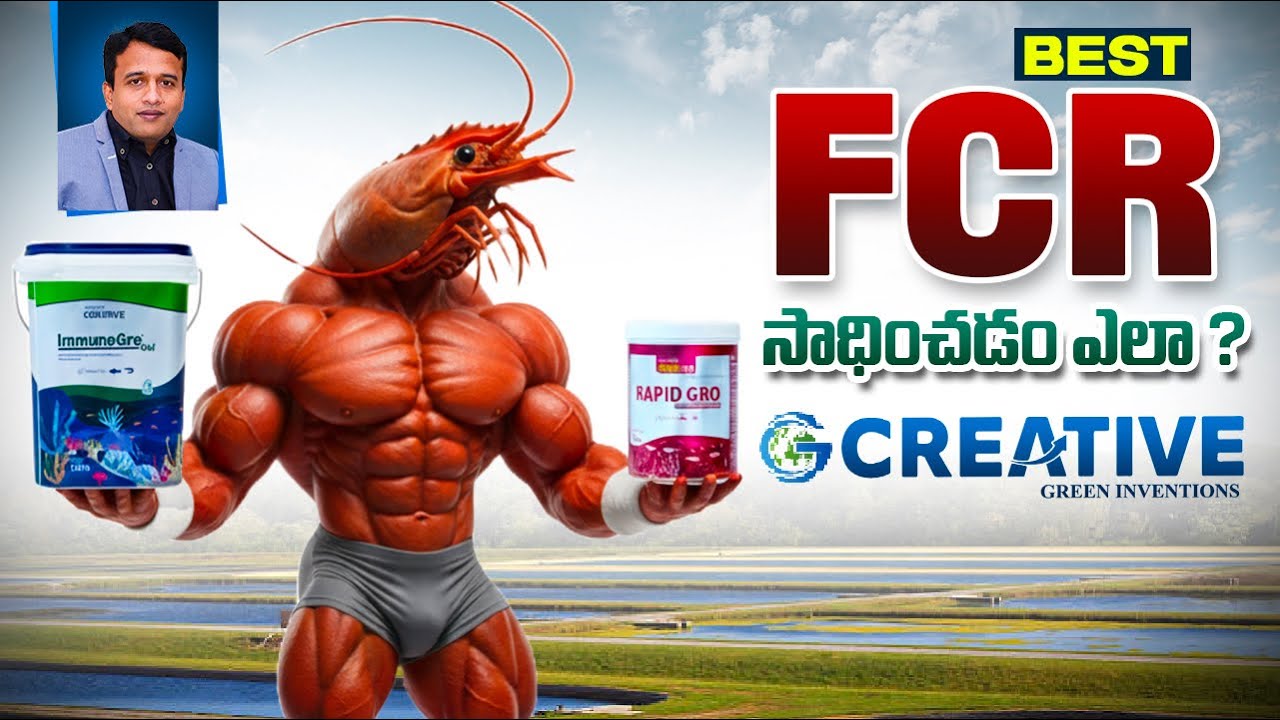 ఉత్తమ FCR కోసం సరైన పరిష్కారం 🦐💪
