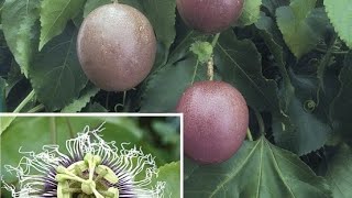How to grow purple passion fruit, the best way for beginners