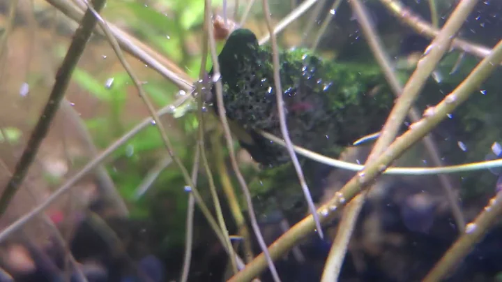 Freshwater Hydra Solutions Final - Addendum (a)