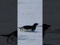Cute Adelie penguin belly sliding on the ice