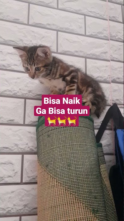 Bisa Naik Ga Busa Turun😱😱