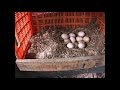How to build a Cheap natural chicken coop How to build a Cheap natural chicken coop