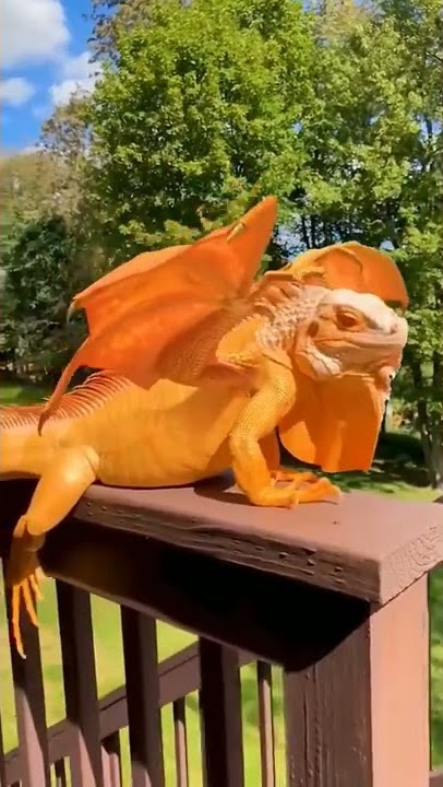 WOW 🤯😱 iguana dragon? #shorts #iguana #dragon