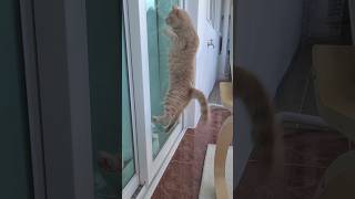 올 여름 날파리는 내가 잡는당!😼 #고양이 #브리티쉬숏헤어 #cat