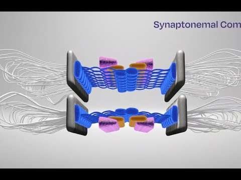 Stowers scientists collaborate to uncover one underlying reason for male infertility.

Millions of couples worldwide experience infertility with half of the cases originating in men. For 10% of infertile males, little or no sperm are produced. Now, new research from the Stowers Institute for Medical Research, in collaboration with the Wellcome Centre for Cell Biology at the University of Edinburgh, is shedding light on what may be going wrong in the process of sperm formation, leading to potenti