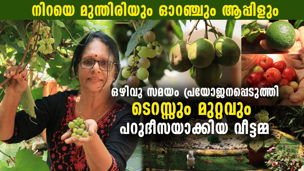 ടെറസ്സും മുറ്റവും പറുദീസയാക്കിയ വീട്ടമ്മ | നിറയെ മുന്തിരിയും ഓറഞ്ചും ആപ്പിളും | Terrace Farm| Garden