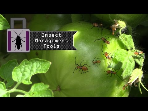 Video: Ce este o lampă insecticid. Eficiența instrumentului