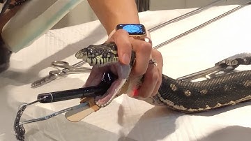 Monty the Python Eats a Towel—And Lives to Tell the Tail 🐍