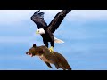 This is What the Most Dangerous Eagle in the World Can Do