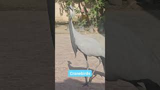 Crane birds, koonj birds, Siberian birds, Indian birds | Crane bird video, crane hunting, crane bird