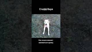 Амстафф Варя. Как кошка мешает заниматься щенку.  Архив 2012 г.