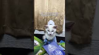Download Lagu Ngga sabaran bgt sii,apa susahnya antrii #kucing #kucinglucu #short MP3