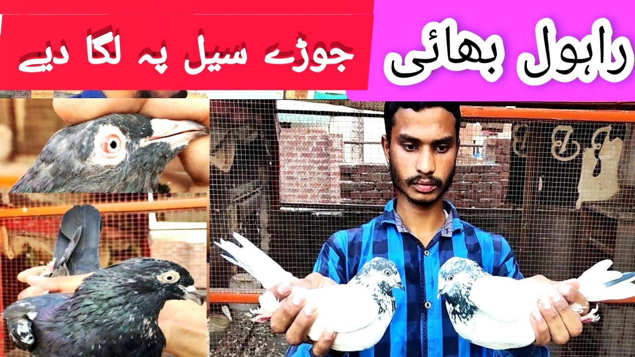 Pakistan Rahil Bhai Rahul Bhai ky granted pairs for sale Pakistan lahore 2022 ||ماشااللہ ...
