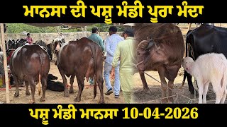 ਪਸ਼ੂ ਮੰਡੀ ਮਾਨਸਾ 10-4-2026 ਮਾਨਸਾ ਦੀ ਪਸ਼ੂ ਮੰਡੀ ਪੂਰਾ ਮੰਦਾ!@maandairyvlog5842 