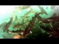 氷下魚うじゃうじゃ！！
