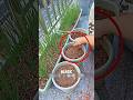 Cultivation Method Using Discarded Onions🌱🧅
