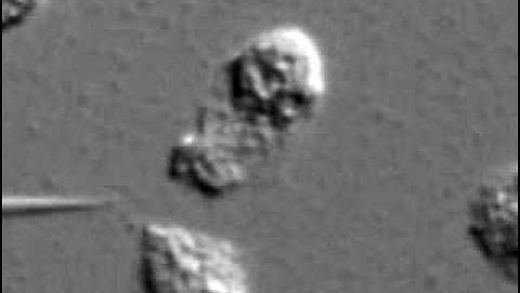 Chemotaxis